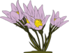 Anemone Patens Clip Art